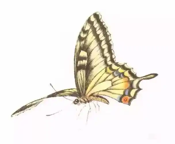 几种工笔蝴蝶的画法示范