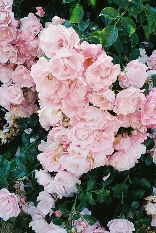 超美艳清新的花朵竖图唯美图片分享