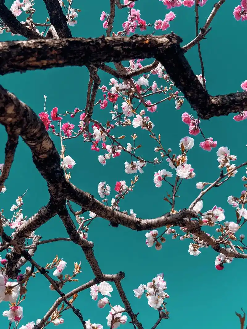 桃花妆,桃花妆,桃花树下为谁妆. 为谁妆,为谁妆,对镜描眉细 - 抖音