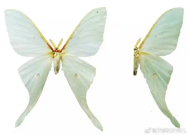 幼虫取食松等,在台湾又称为姬水青蛾