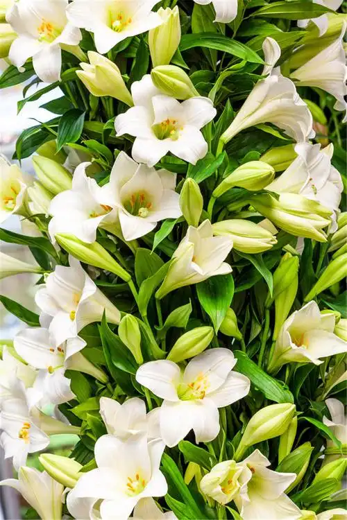 香水百合怎么修剪