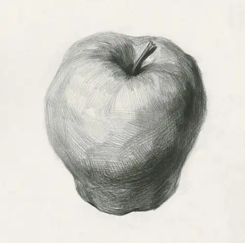 苹果切开结构素描