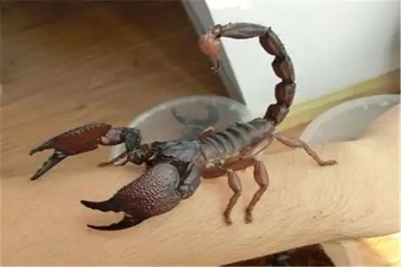 印度红爪雨林蝎介绍蝎子中体型最大躯干十分雄厚
