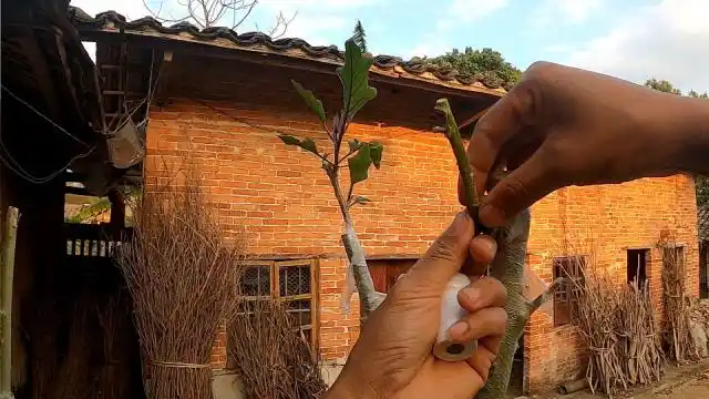 小伙第三次把茄子嫁接到树上,这一次用劈接法,能成活吗