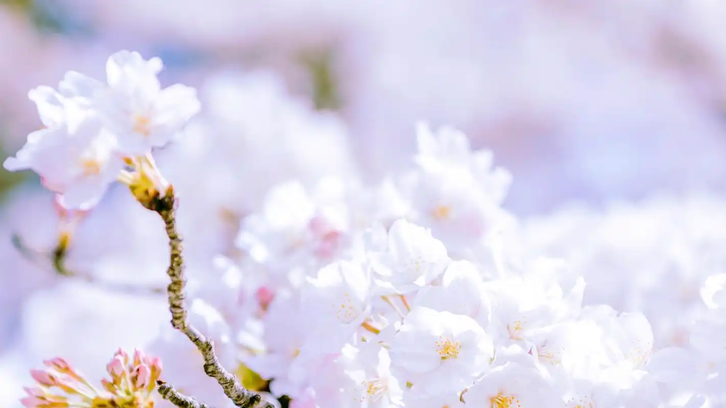 粉色樱花唯美图片桌面壁纸