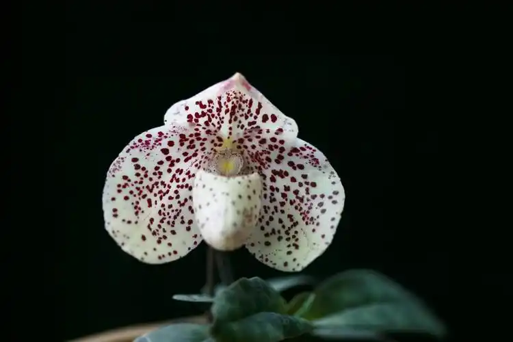 兰科, a target="_blank" href="/item/兜兰属">兜兰属 /a>的地生或 a