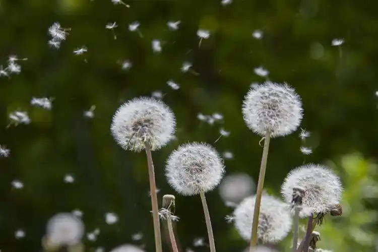 珲春美丽的蒲公英