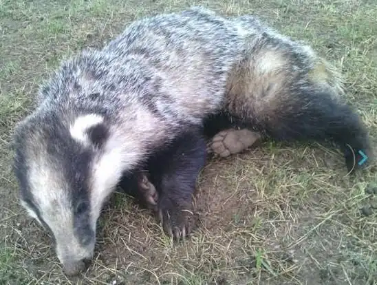 海南州草原惊现不明生物 皮毛灰黑貌似白鼻心 浣熊