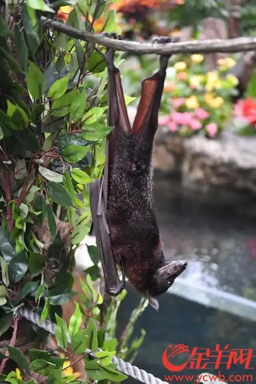 比成人还大世界最大蝙蝠广州首展