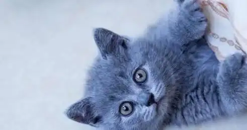 英短外表憨态可掬,脾气也是极好的,缺点是容易发胖,英短优缺点|波斯猫