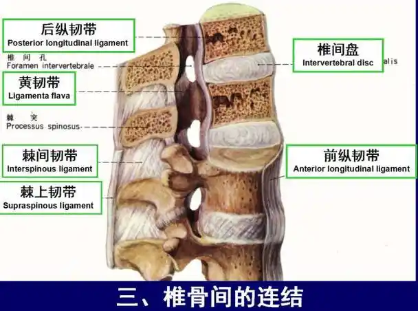 脊柱腰段的相关解剖图解马上分享