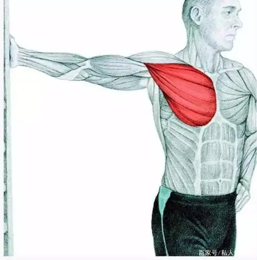 如何高效练出饱满胸肌?6个训练动作,全方位塑造完美方形胸肌