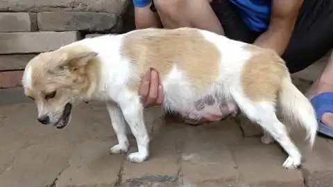 狗狗怀孕是什么样子?肚子又大又圆,像个大西瓜!