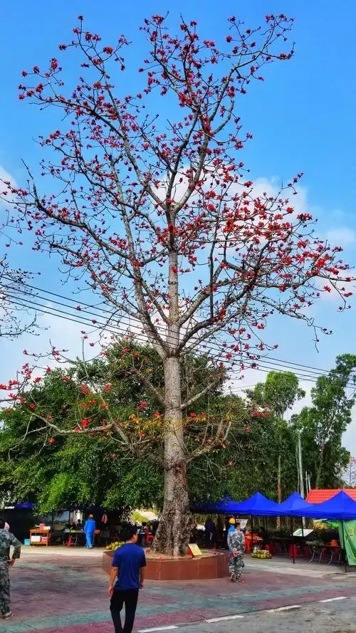 昌化江畔木棉红 ——2021年春天海南昌江赏花之旅 - 美篇