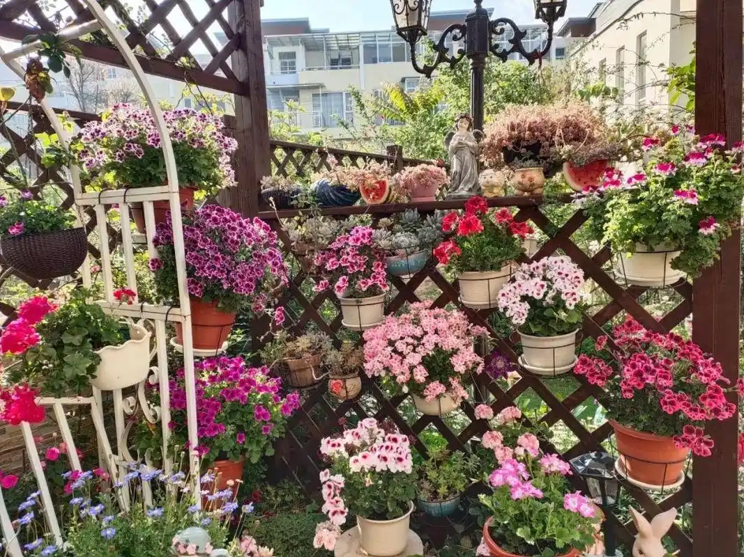 40平米的小庭院改成私家花园,种花种菜,悠然自得