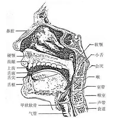 唱歌技巧三大秘方教你如何解决唱歌时下巴和舌根僵硬的问题
