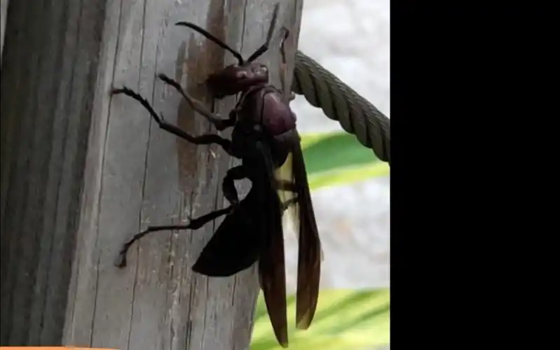 最大的马蜂 棕马蜂_哔哩哔哩 (゜-゜)つロ 干杯~-bilibili