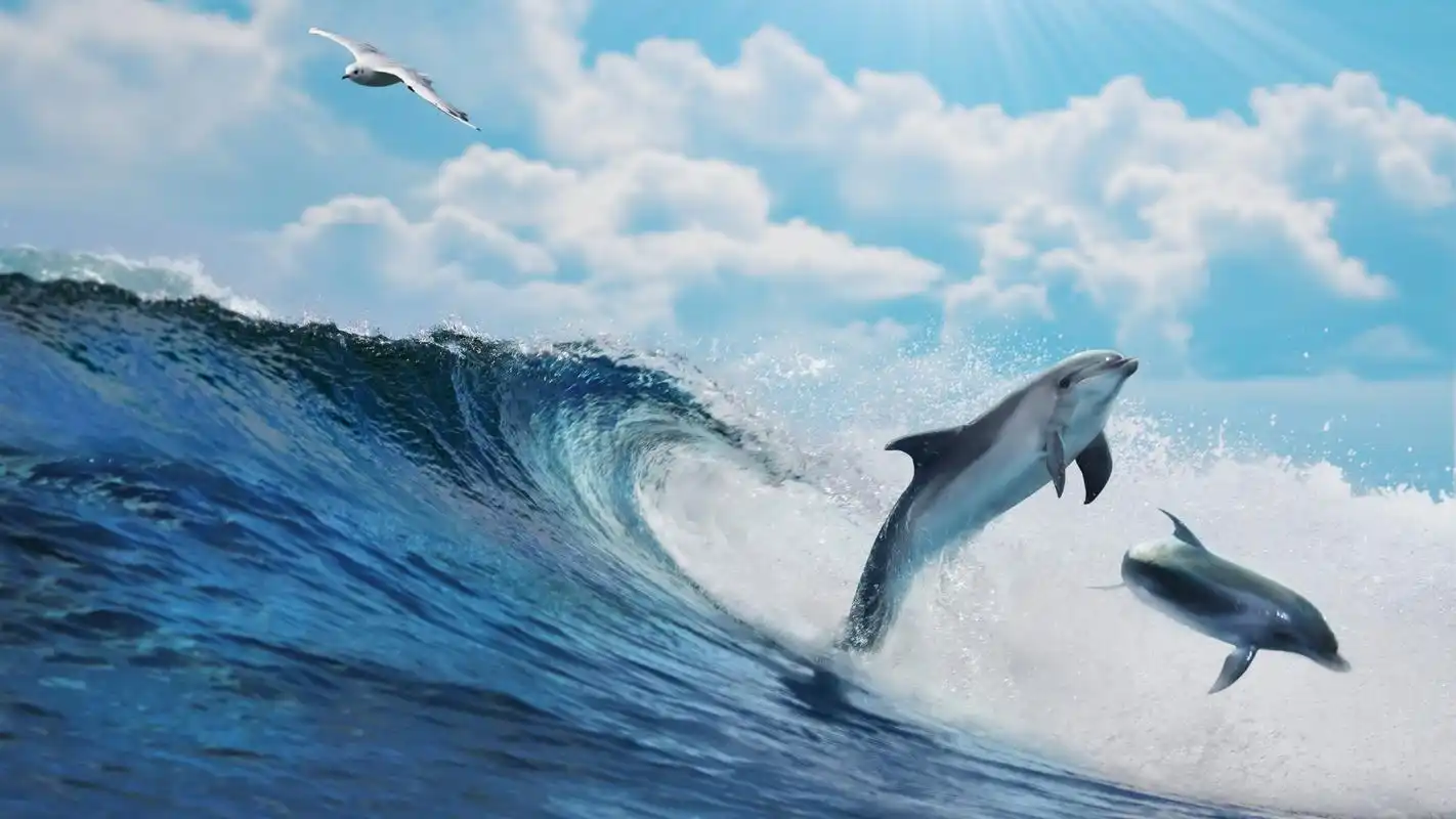 可爱的海豚桌面壁纸_大海上跳跃的海豚