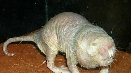 全球十大最丑陋的动物物种