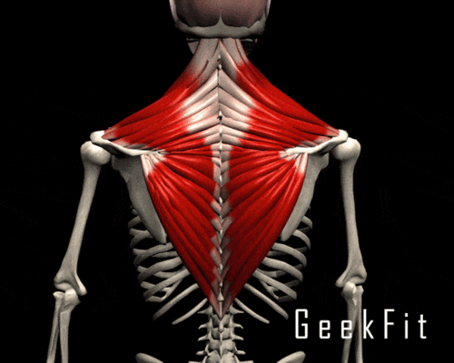 斜方肌越练越大别做老肩巨滑的女人