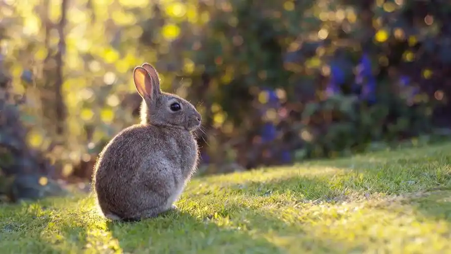 首页 动物与鸟 兔子