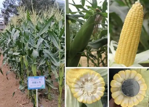 深圳新品种荣获好吃玉米奖好吃系列品种品鉴评选结果出炉