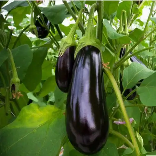 新鲜采摘黑茄子 500g