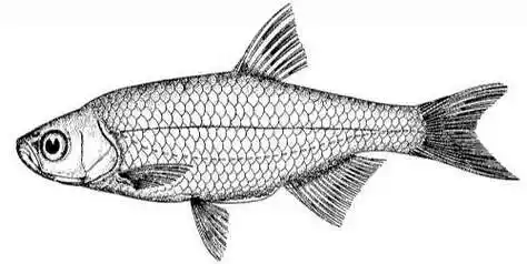 黑鲪鱼的简笔画