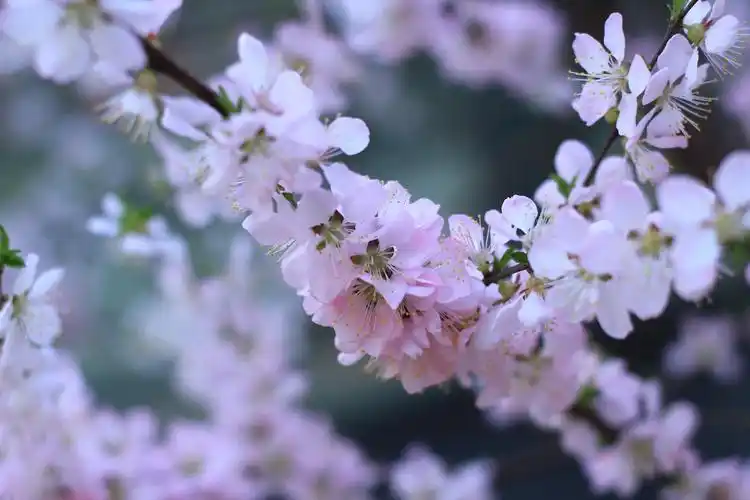 桃花,花朵,风景,花海,春天桃花壁纸图片