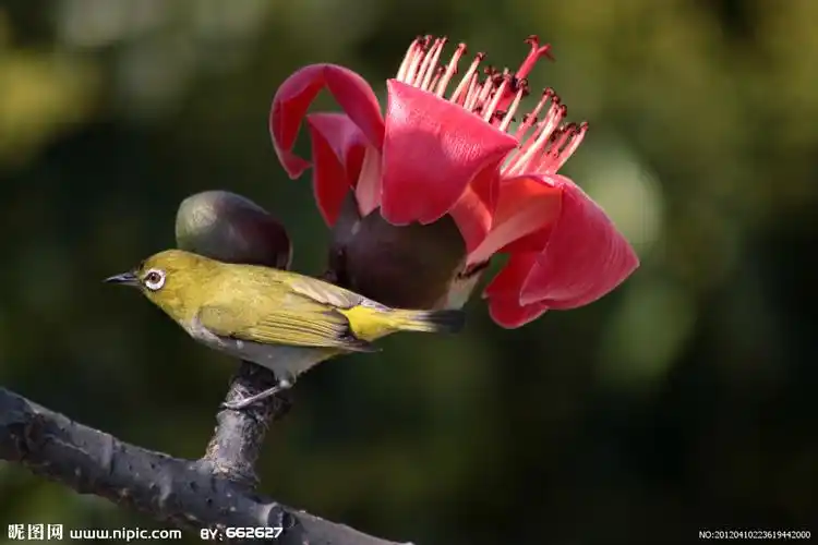 木棉花较大,色橙红,极为美丽,可供欣赏.