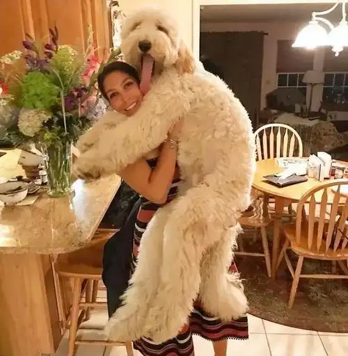 女生为什么喜欢养大狗网友养大狗好处太多了