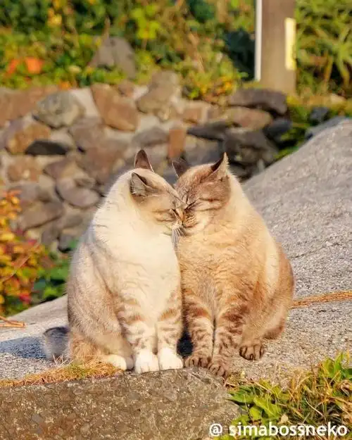 恋夏欢乐指南##七夕##苏州园林的猫有多恩爱