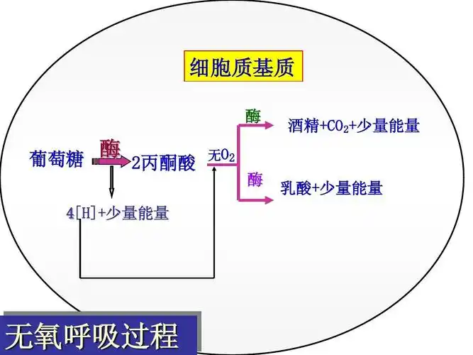 [[高三生物课件]]高考生物复习代谢专题《光合作用和呼吸作用》ppt