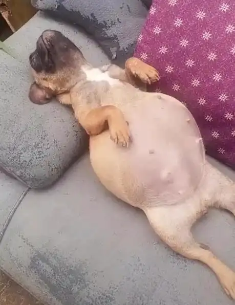 狗狗肚子撑得比气球还大到底吃了多少,这货是怎么做到的