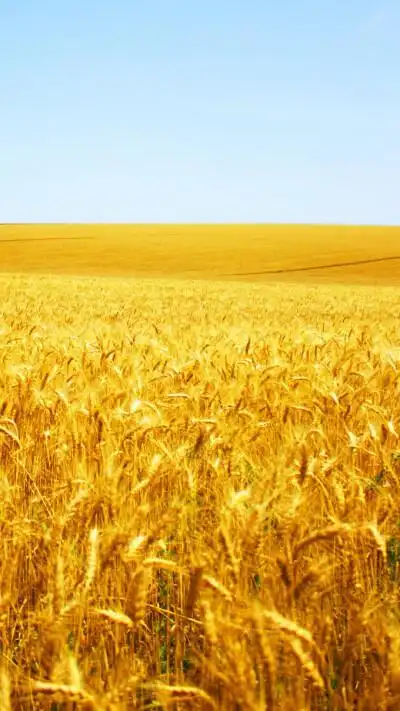 不是高清我不发,更多同系列关注我主页,风吹麦浪,金色,收获,秋天,风景