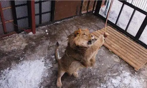 日本最危险的动物园必须提前签订生死状