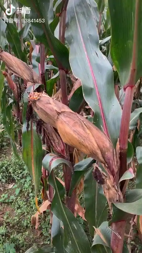 紫杆玉米特点优势农业 农村 农民 种植 玉米 大田技术_种植_优势_农业