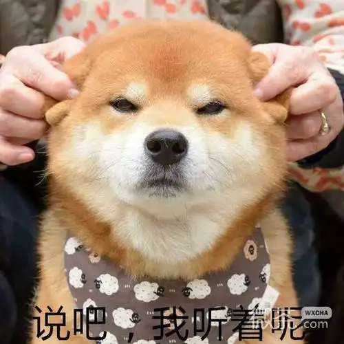 柴犬doge表情包