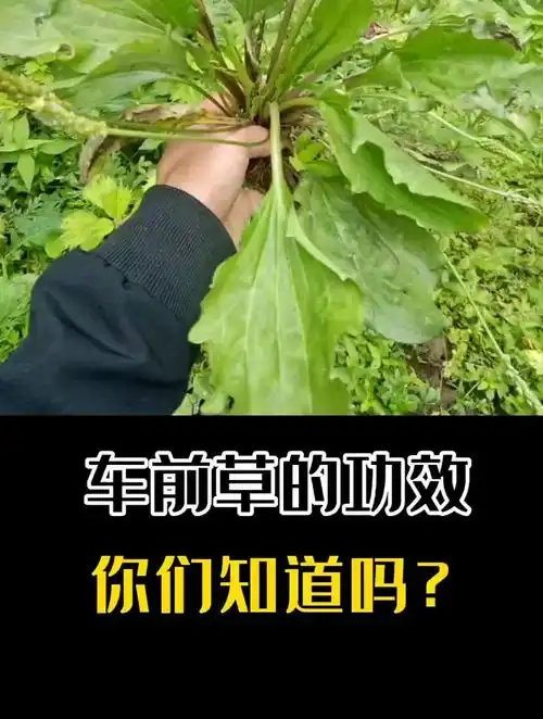 车前草的功效,你们知道吗?