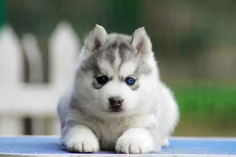 纯种蓝眼三火小哈士奇品相好做好疫苗驱虫保证健康