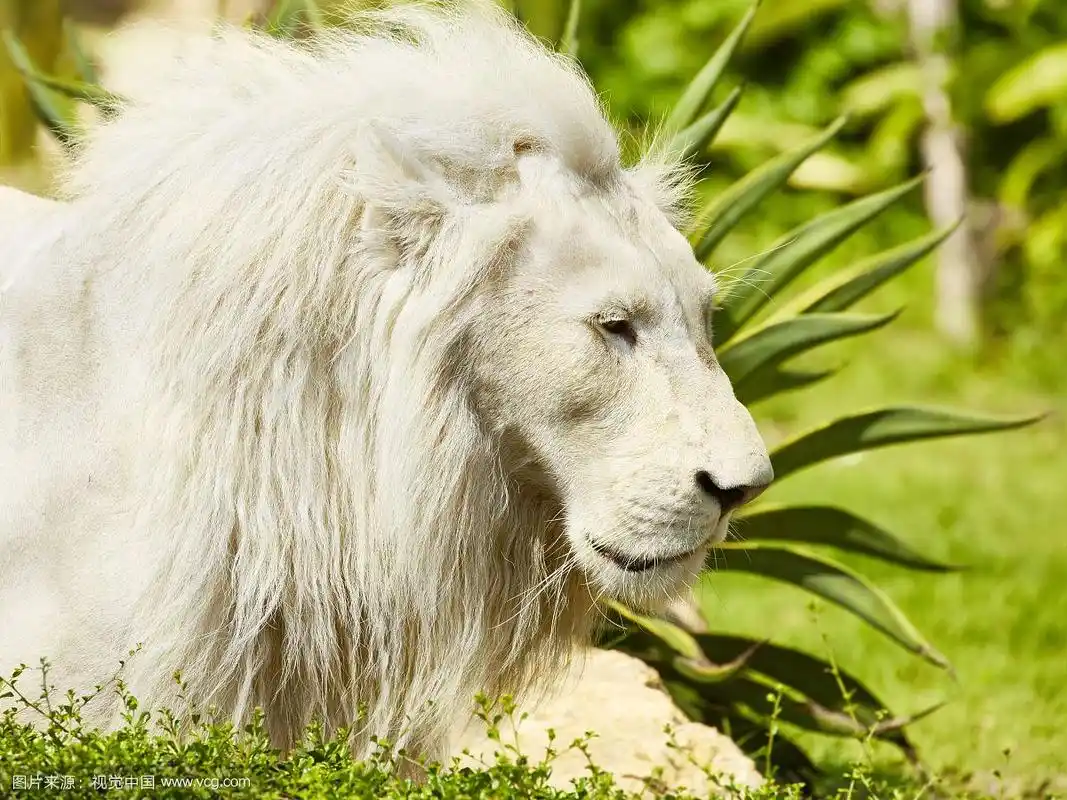 白狮子画像