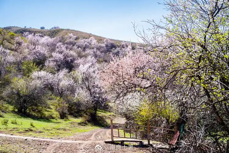 伊犁大西沟海拔要高一些杏花比吐尔根大约要晚一星期