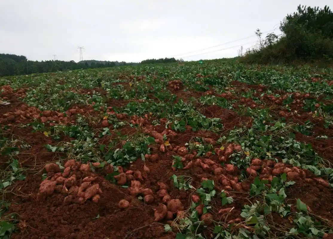 红薯种植小诀窍,如何提高产量?花些时间了解一下!