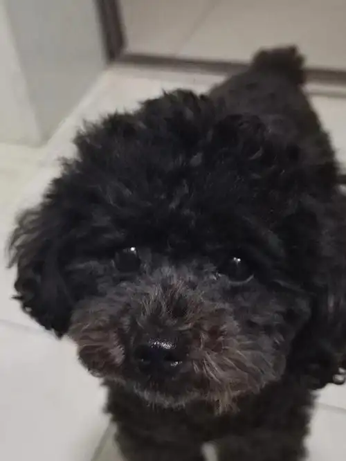 黑泰迪贵宾免费借配配种相亲找老婆