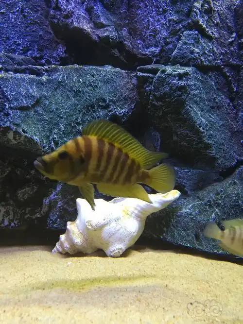 三湖慈鲷最近流行虎我也发个