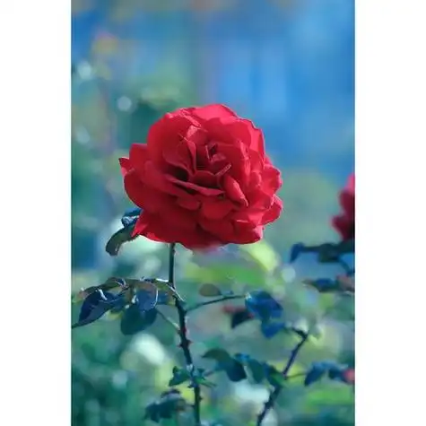 图片玫瑰花 图片玫瑰花唯美