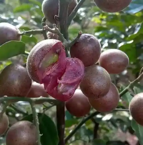 紫黄皮:果实圆形,成熟时的果皮和果肉都呈现淡紫色,里面种子一般两粒