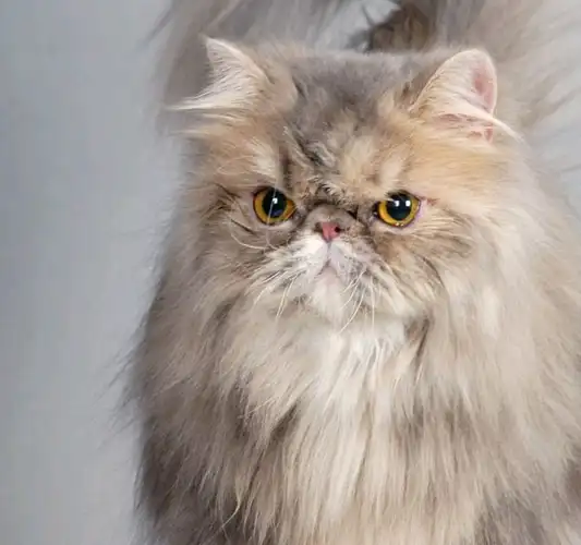 波斯猫鼻道短,泪痕很重显得脏,宠物医生教你3个护理小技巧_猫咪_分泌