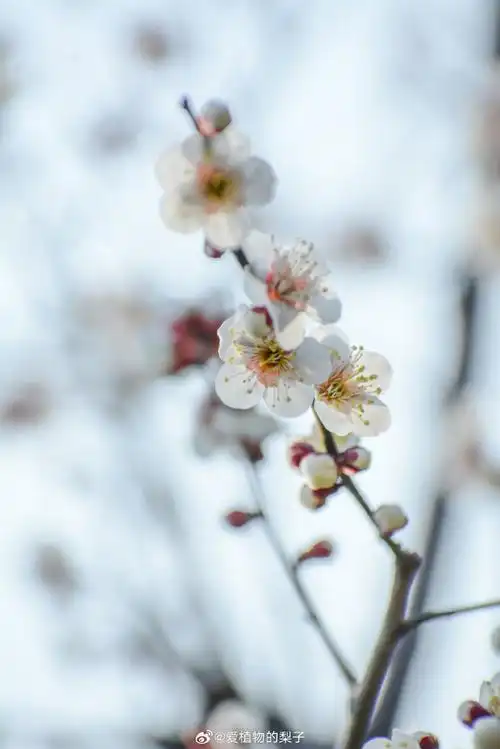 #梅花#