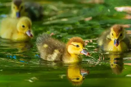 刚出生的小鸭子在花园里玩黄色湖滑稽鸭子照片